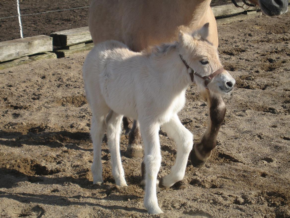 Fjordhest Frida Vårby - Jeg går lige lidt sjovt billede 4