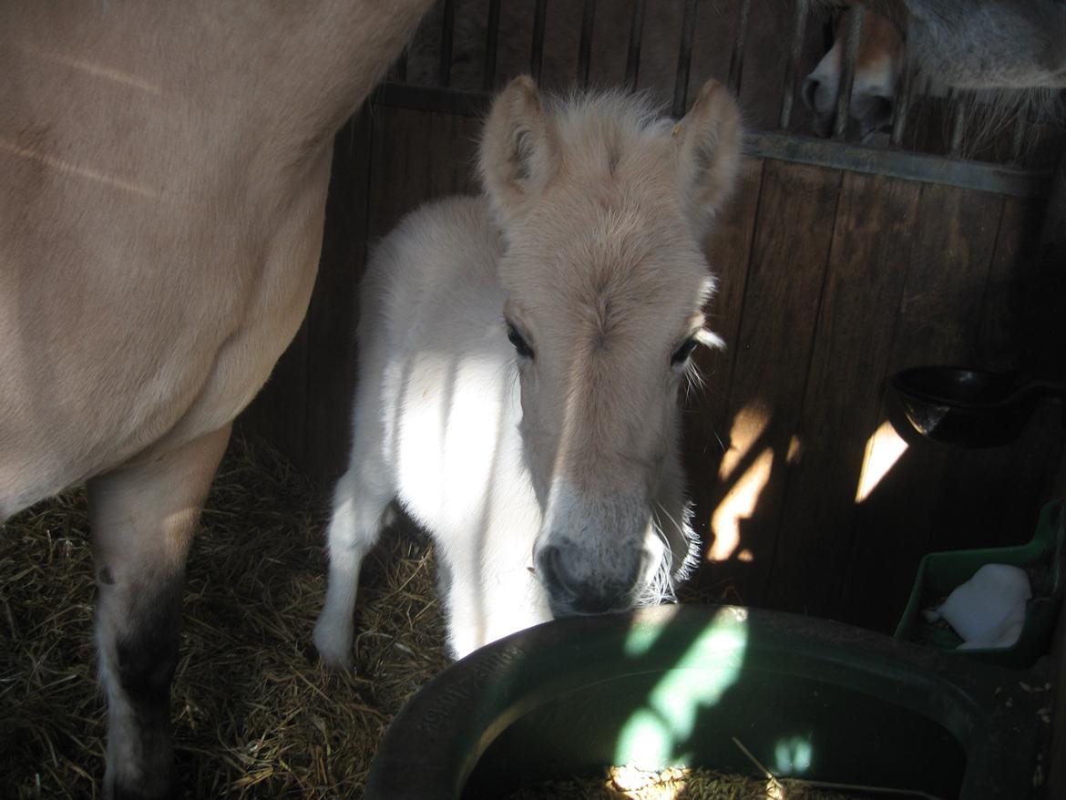 Fjordhest Frida Vårby - Hmm er der noget spiseligt billede 5