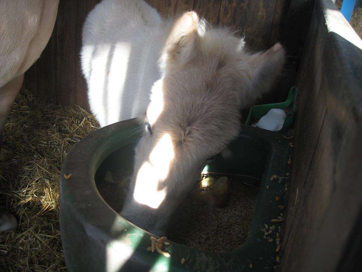 Fjordhest Frida Vårby - Det smager godt billede 6