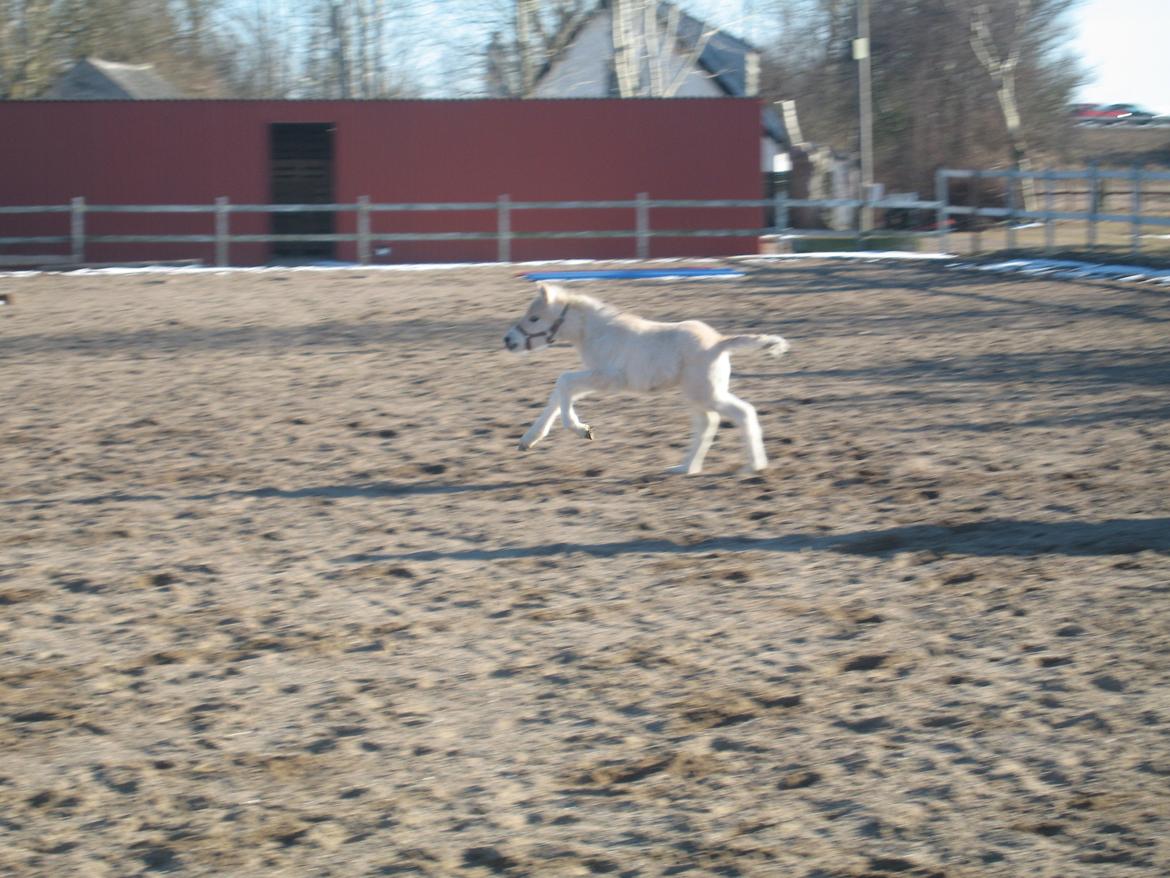 Fjordhest Frida Vårby - Fuld skrue billede 7