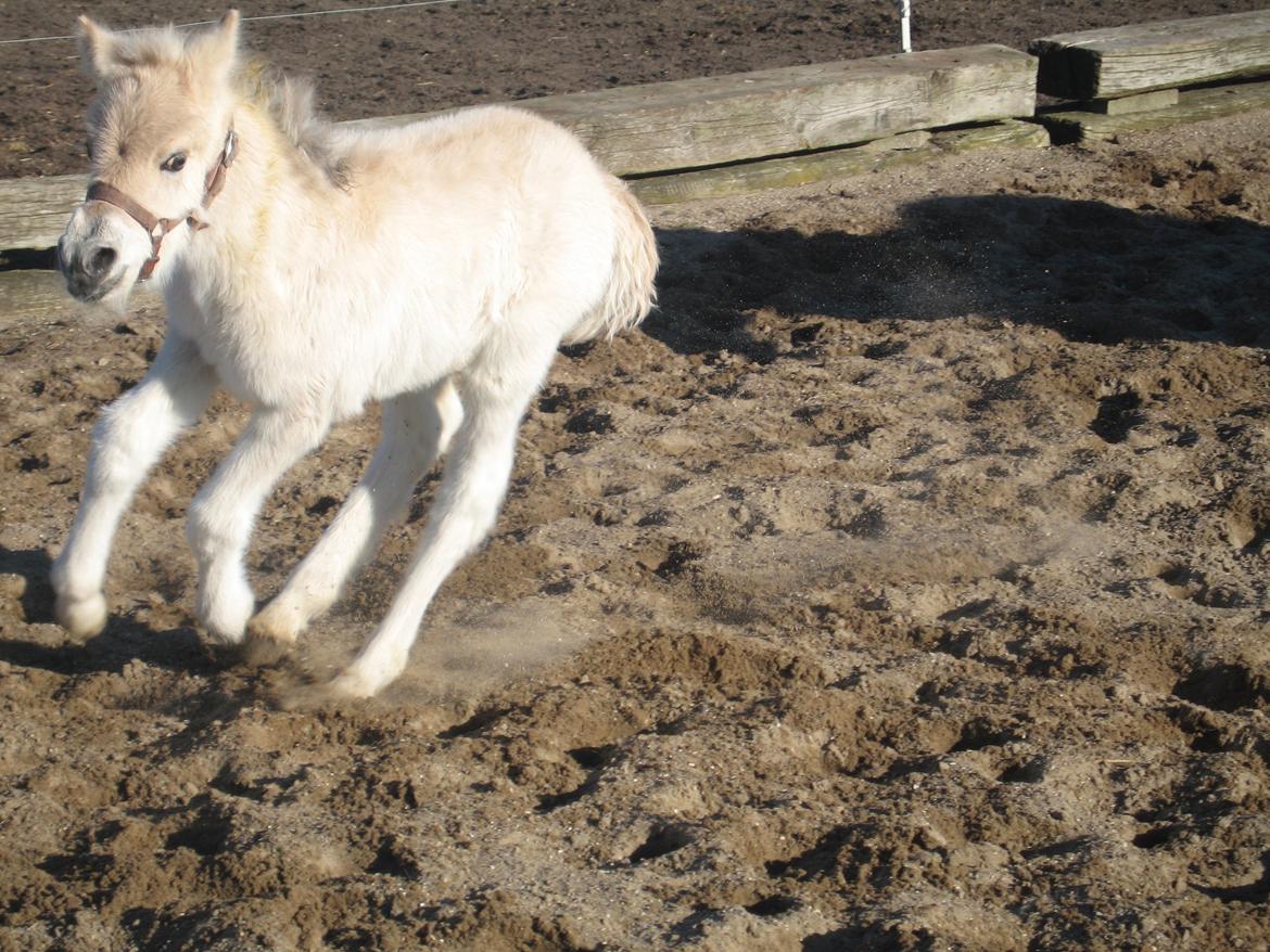 Fjordhest Frida Vårby - Hopla billede 8