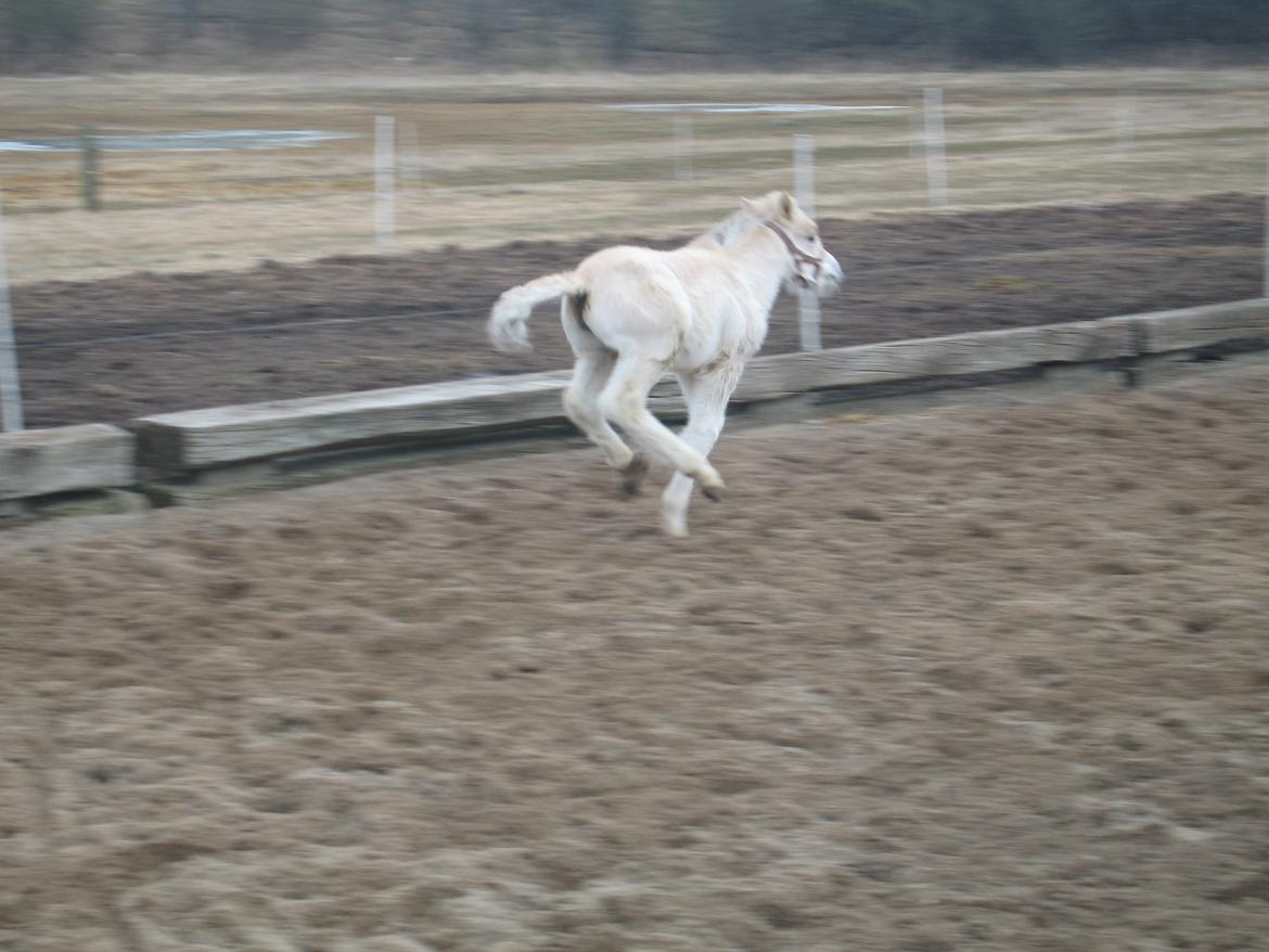 Fjordhest Frida Vårby - Jeg er fri fri fri billede 9