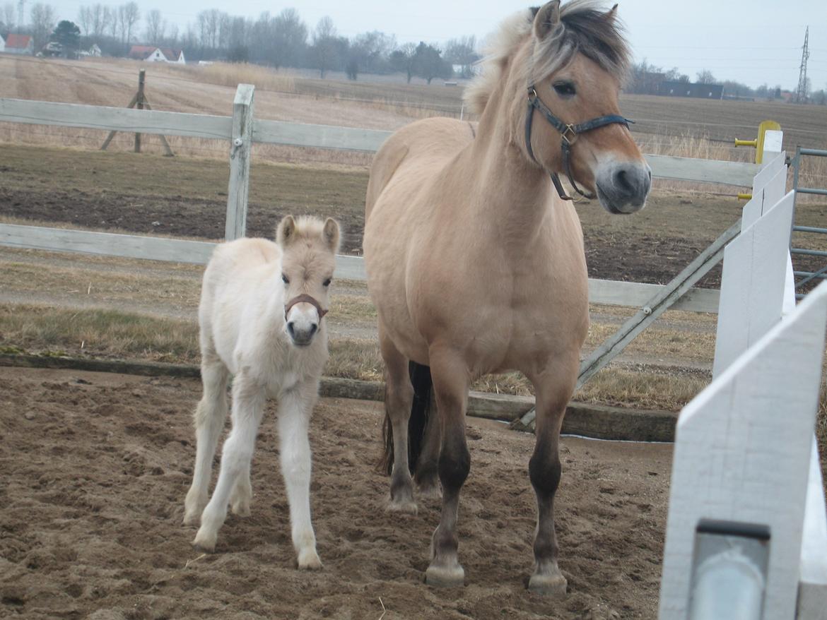 Fjordhest Frida Vårby - Mor og mig billede 10