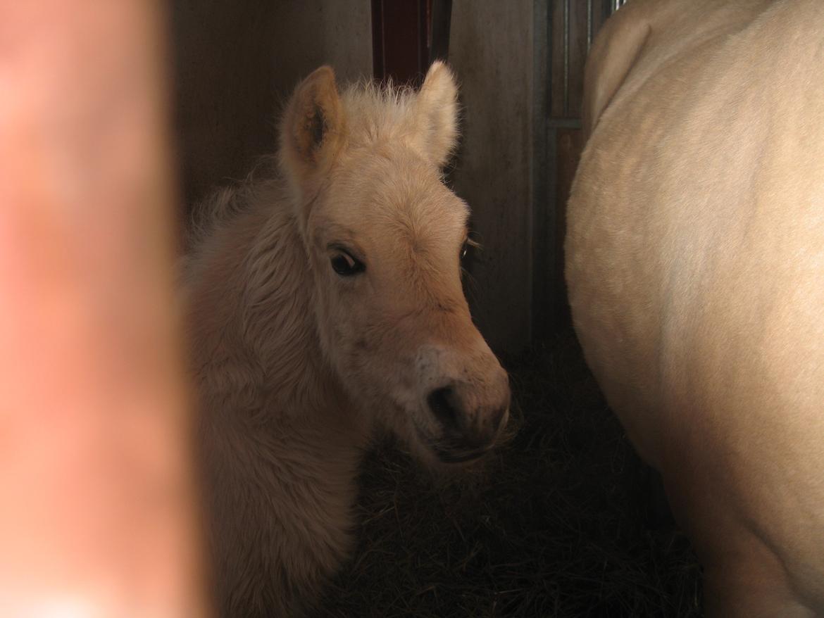 Fjordhest Frida Vårby - Nu skal jeg i seng billede 11