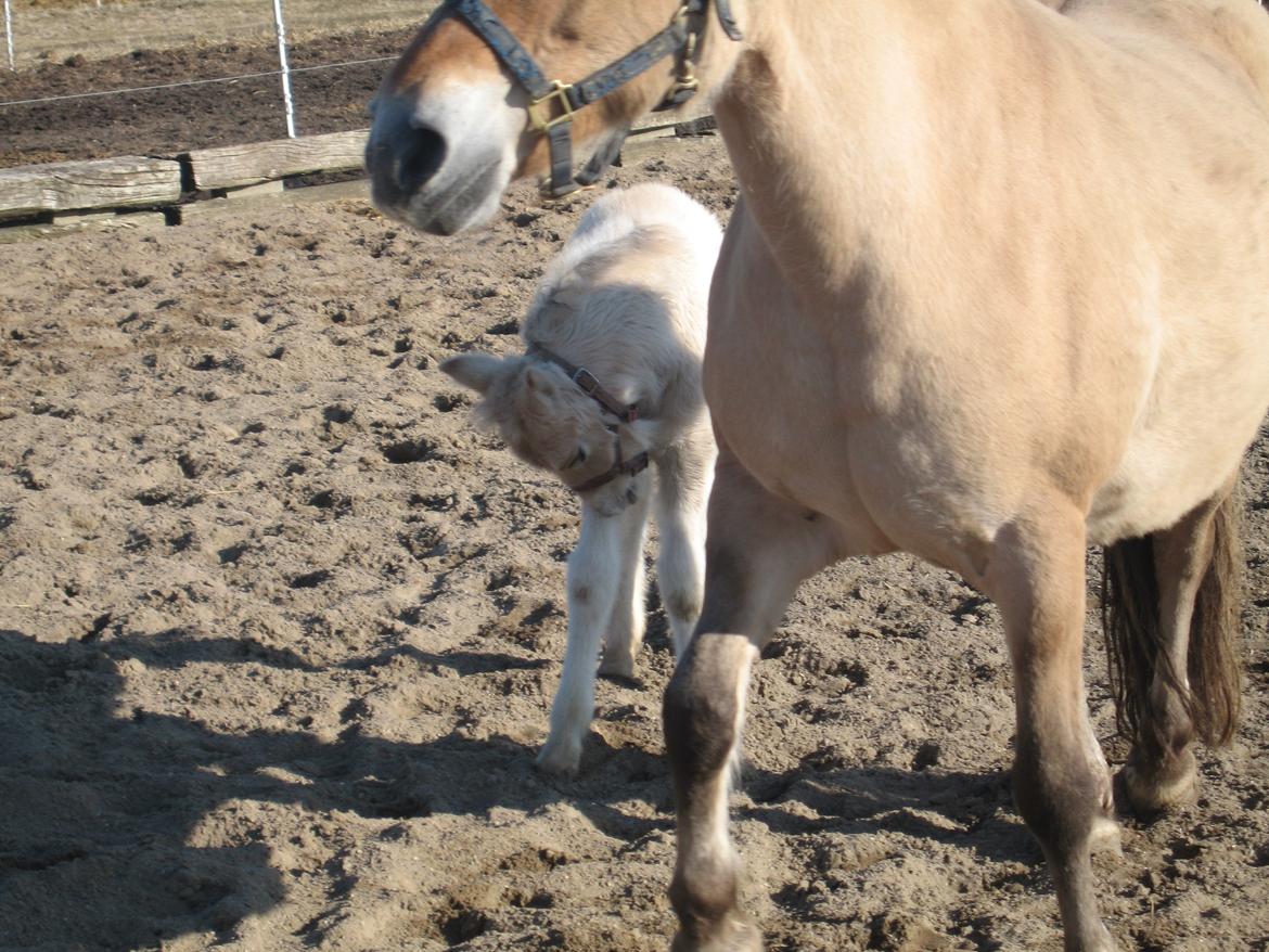 Fjordhest Frida Vårby - Det klør lige billede 12