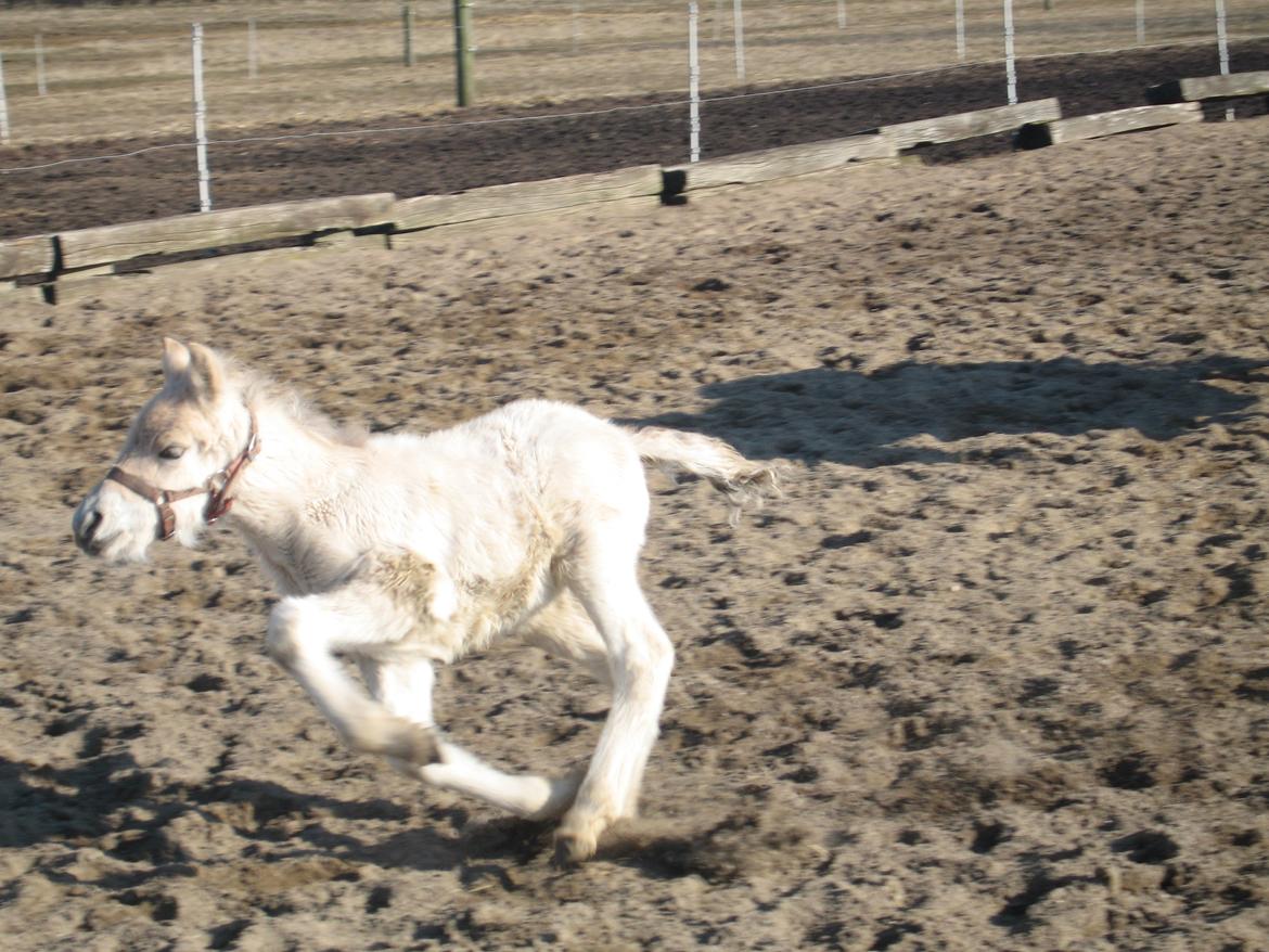 Fjordhest Frida Vårby - Lige en sidste tur billede 13