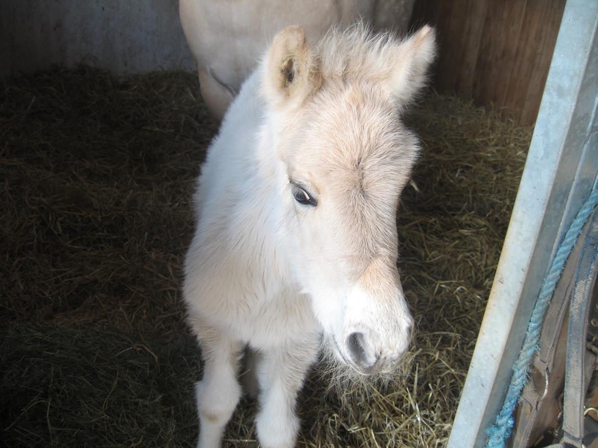 Fjordhest Frida Vårby - Smukke Frida billede 14