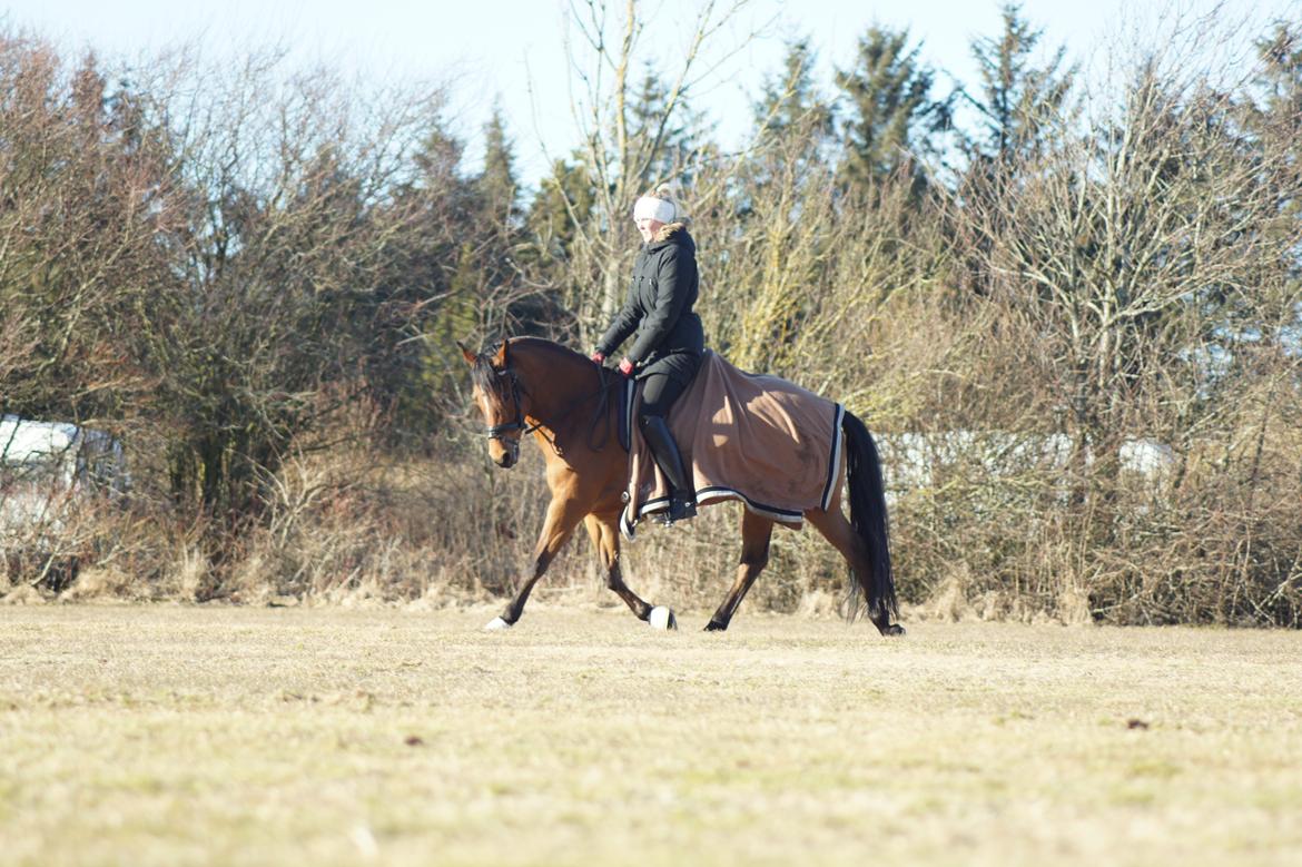 New Forest Kantje´s Wesley billede 18