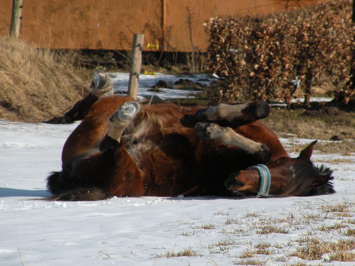 Anden særlig race Søndervangs Kentucky billede 7