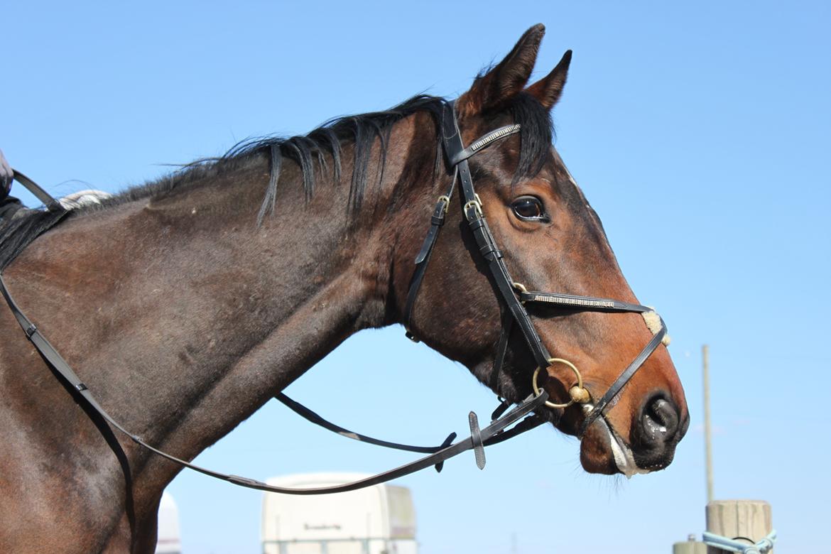 Fuldblod (XX) Lucky Shot billede 1