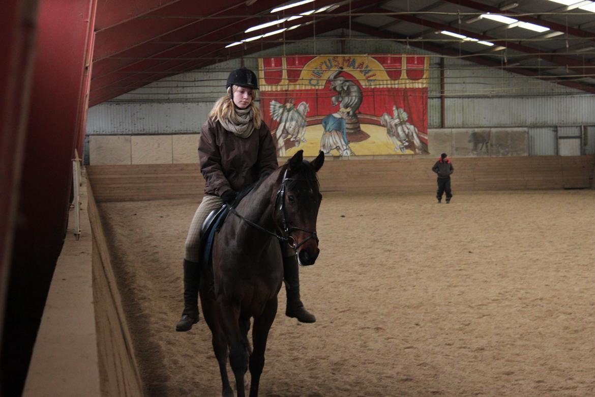 Fuldblod (XX) Lucky Shot - 2. gang jeg skridter rundt på ham alene :-D billede 2