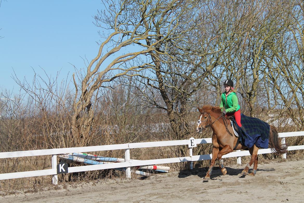 New Forest Engdalens Wendy - min bedste ven <3 - Ridning på udendørs banen d 31-3-13 Foto: Mathilde billede 5