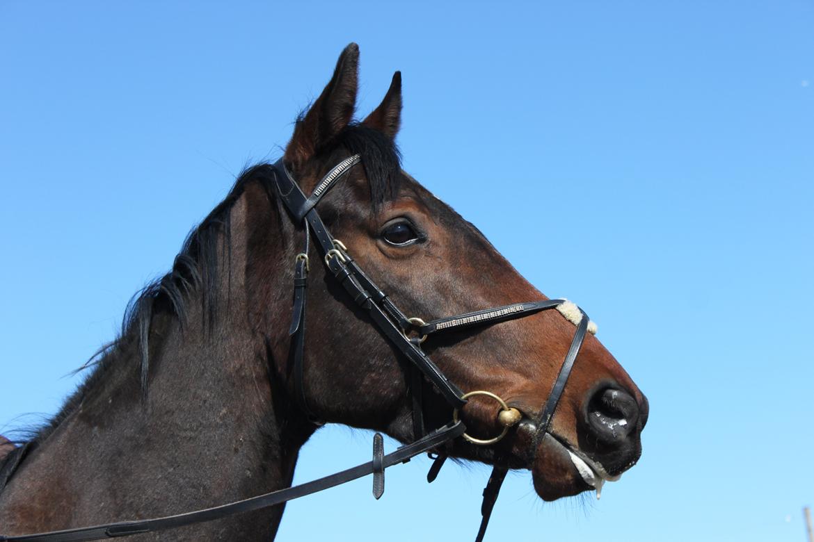 Fuldblod (XX) Lucky Shot billede 12