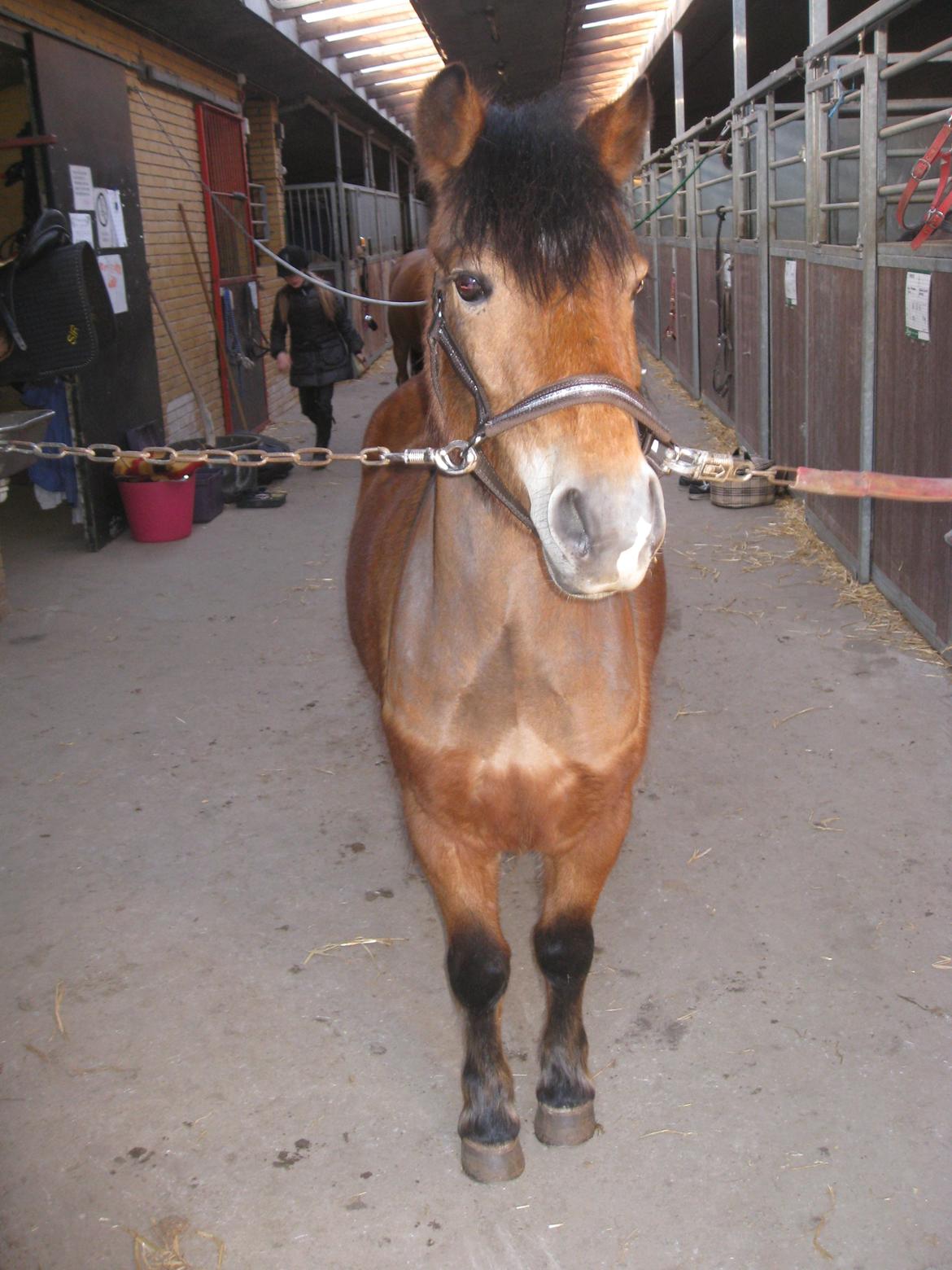 Anden særlig race Bølle Bob - baby pony <3 billede 8