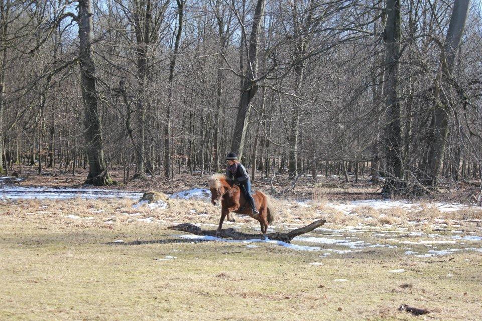 Islænder Vina fra gudnådalen. (Nuddel) - Min dejlige lille Spring Pony! :3
 billede 18