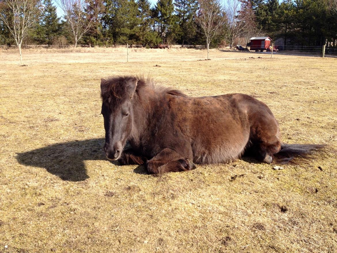Islænder Kolskör frá Egemose ~ my soulmate <3 - trætte hyp :) billede 5