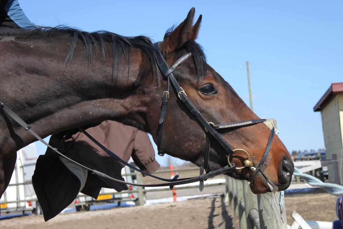 Fuldblod (XX) Lucky Shot billede 4