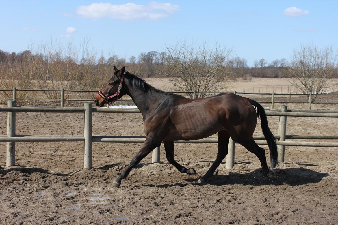 Fuldblod (XX) Lucky Shot billede 5