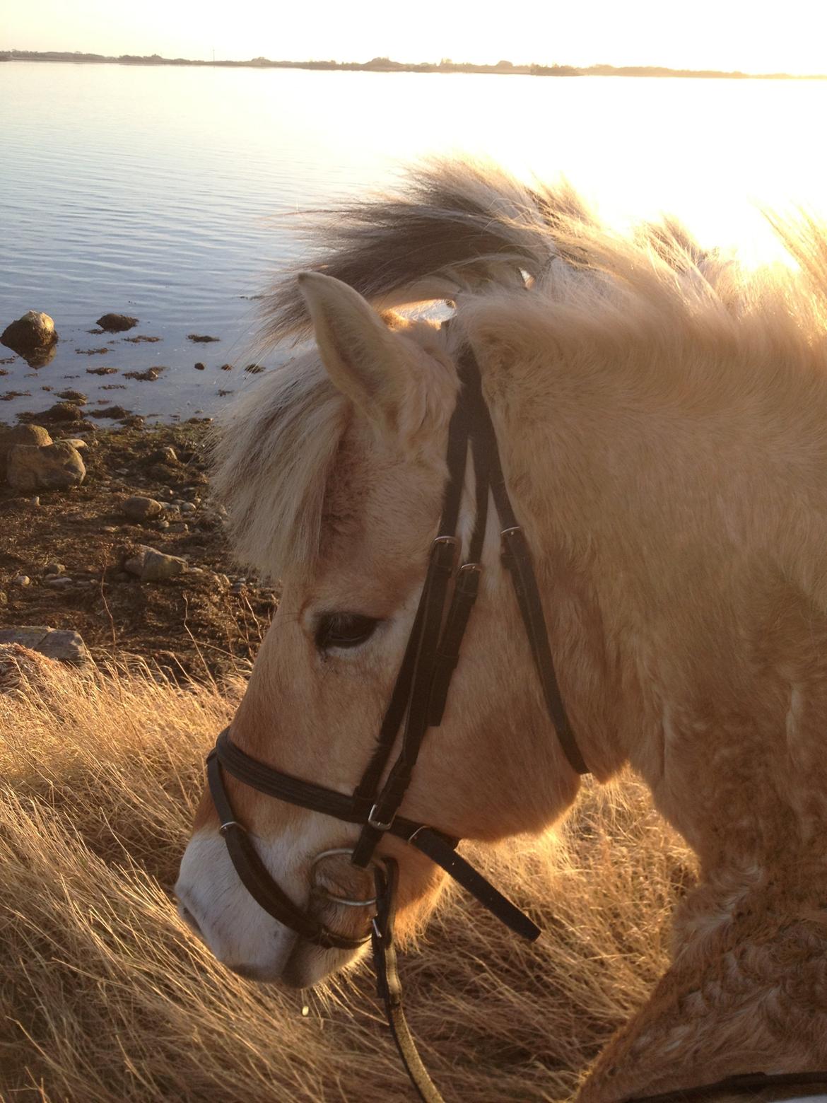 Fjordhest Blitten Mose <3 - Her er vi ved vandet op en skøn forårs dag. billede 2