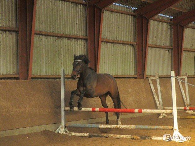 Anden særlig race Farissa - Farissa ude og løsspringe  billede 9