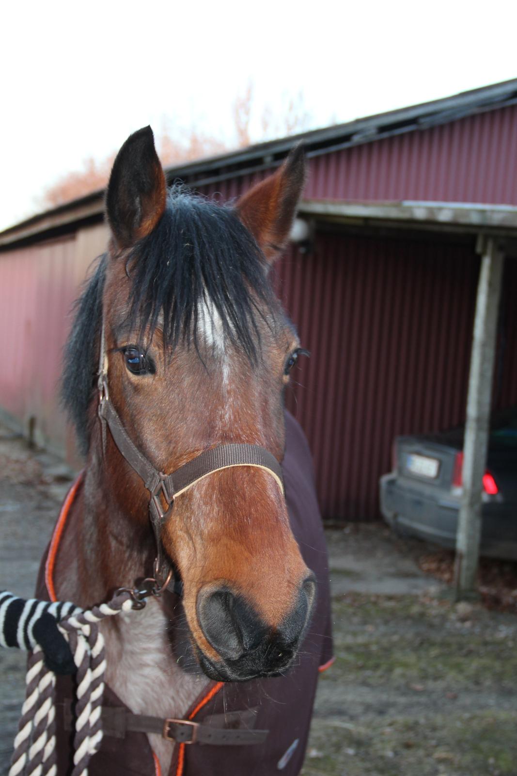 Traver Little Ridinghood (Lia.) billede 9