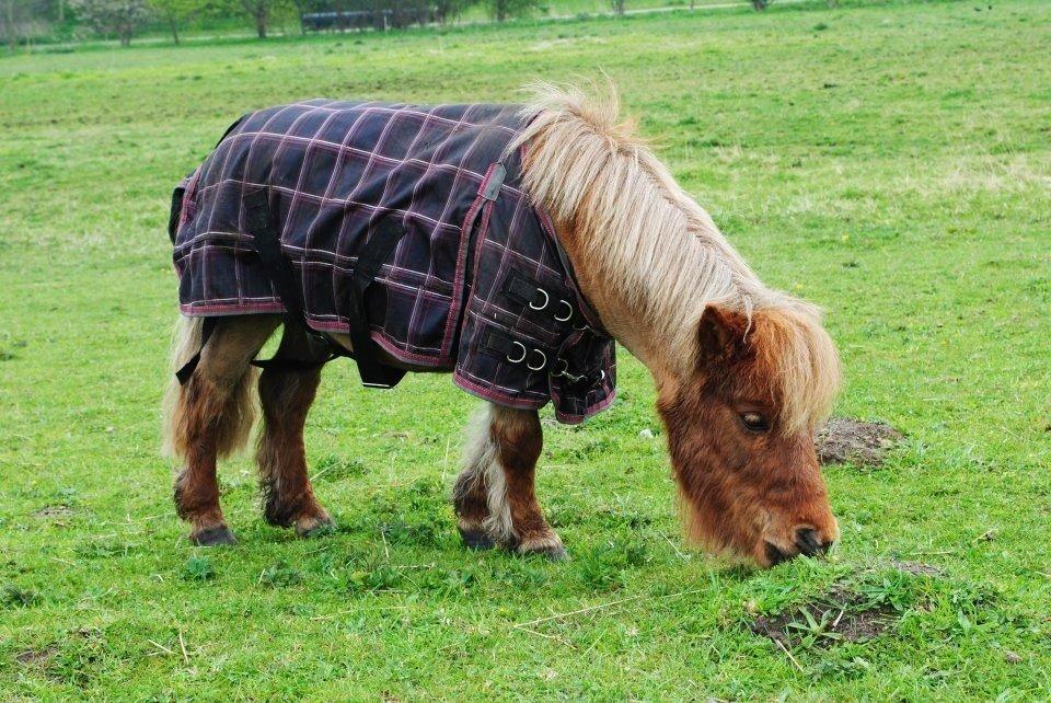 Miniature Lukas Bro af Stengaarden<3 - Den der fortjener dine tårer, ville aldrig lade dig græde!  billede 1