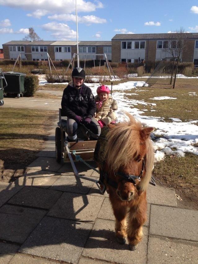 Miniature Lukas Bro af Stengaarden<3 - På tur, vi hentede min lille smukke kusine og kørte en  lille tur, hun morede sig meget, og han nød det i fulde drag! billede 2