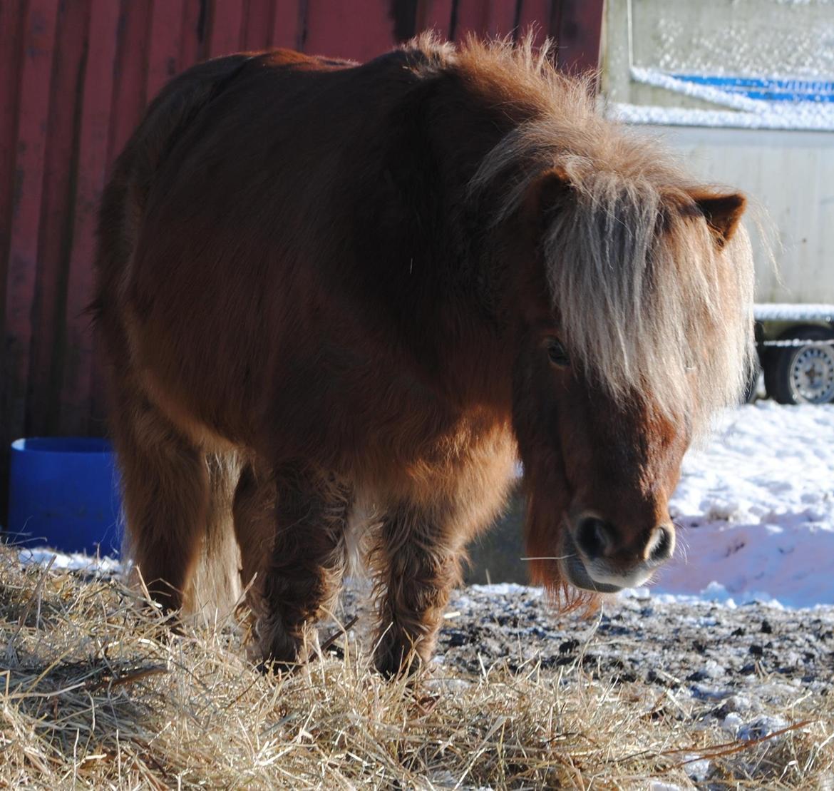 Miniature Lukas Bro af Stengaarden<3 - Be who you want to be, not what otters want to see.. <3 billede 3