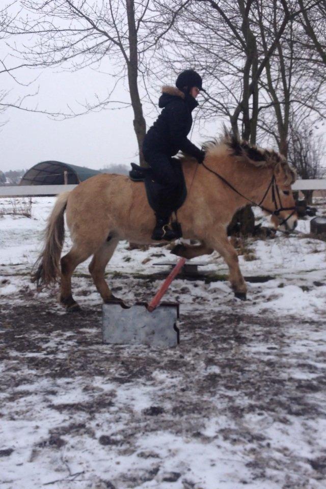 Fjordhest Blitten Mose <3 - Første gang hun springer. Vinter 2013 billede 4