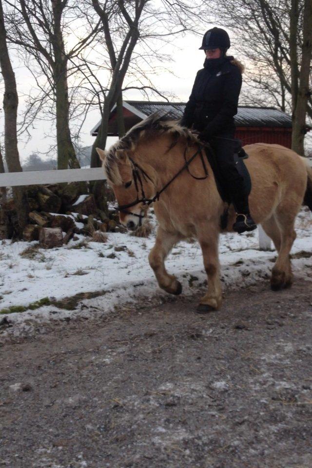 Fjordhest Blitten Mose <3 - Lidt dressur :) 
Vinter 2013 billede 6