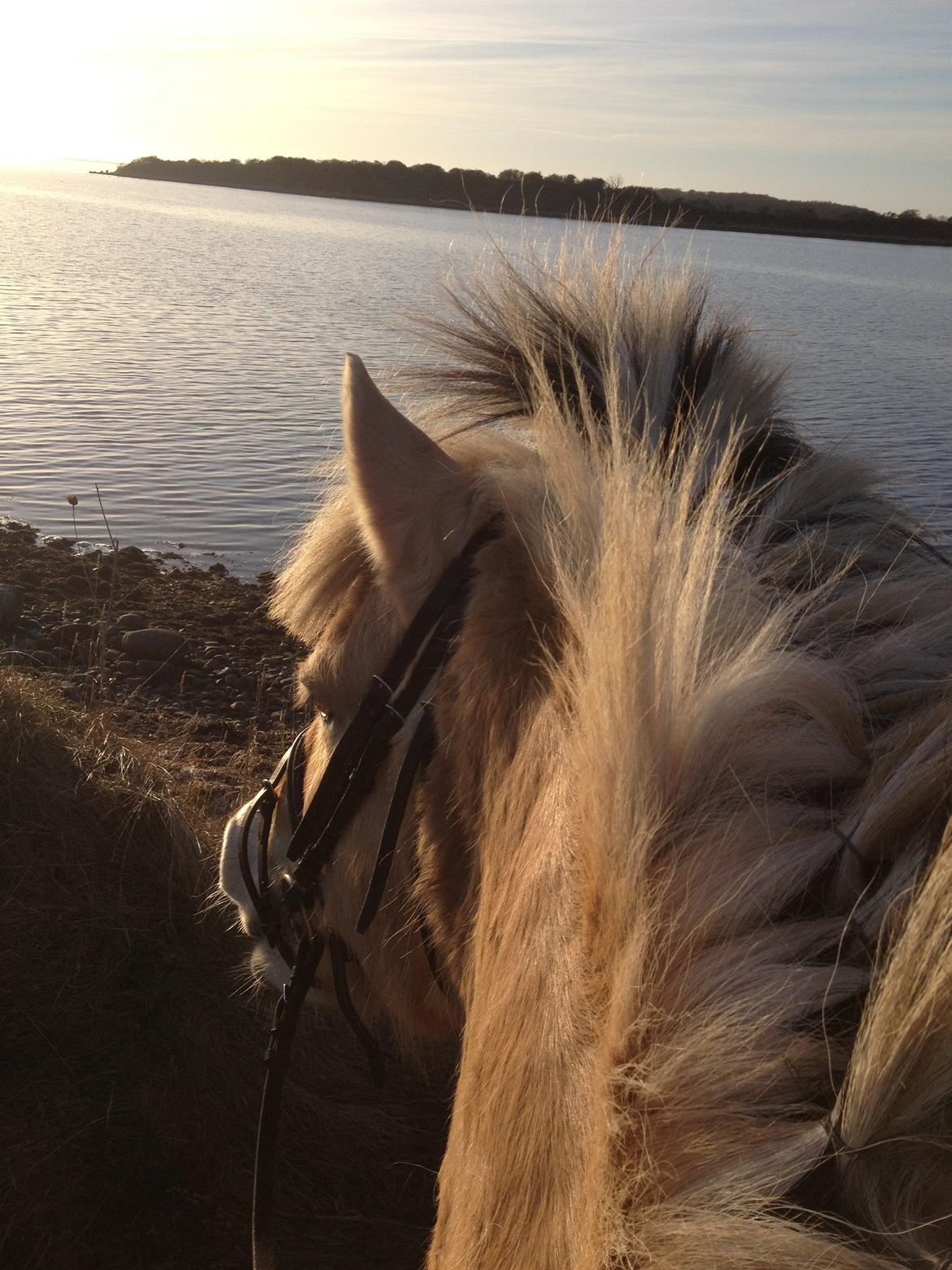 Fjordhest Blitten Mose <3 - Skøn udsigt! Der var helt vindstille.
Forår 2013 billede 9