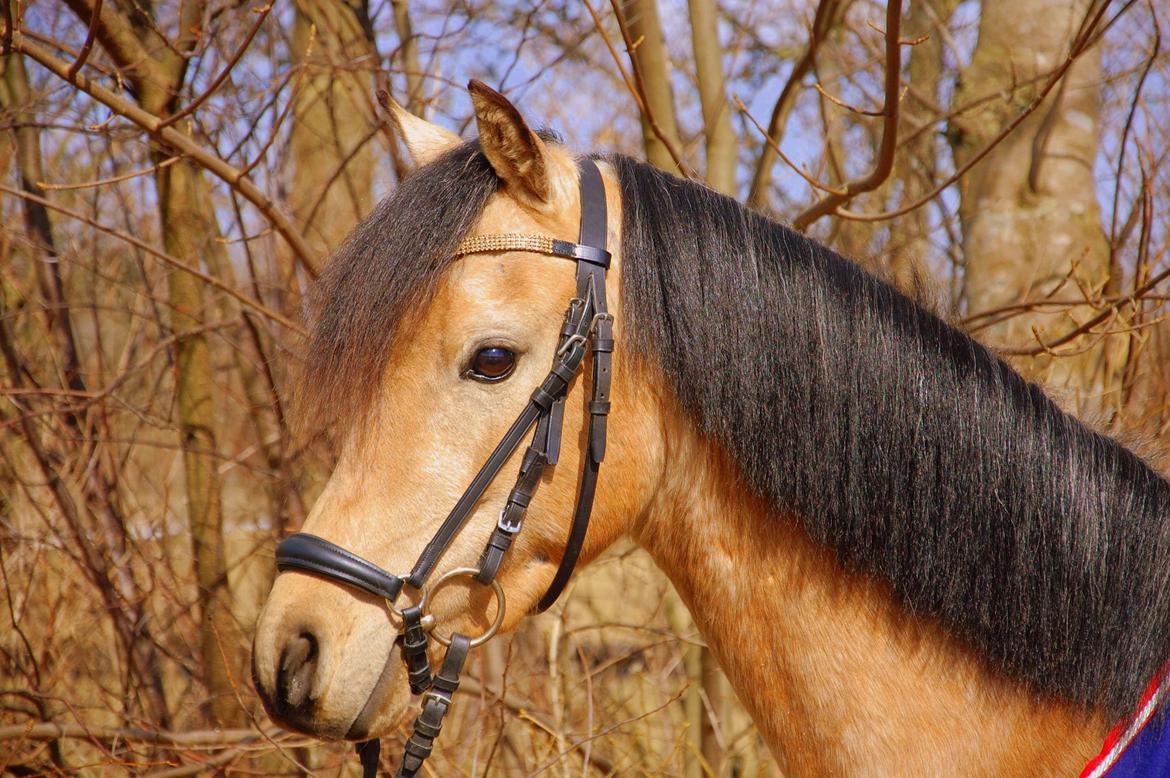 Welsh Partbred (Sec F) Magnifique *SOLGT* billede 10