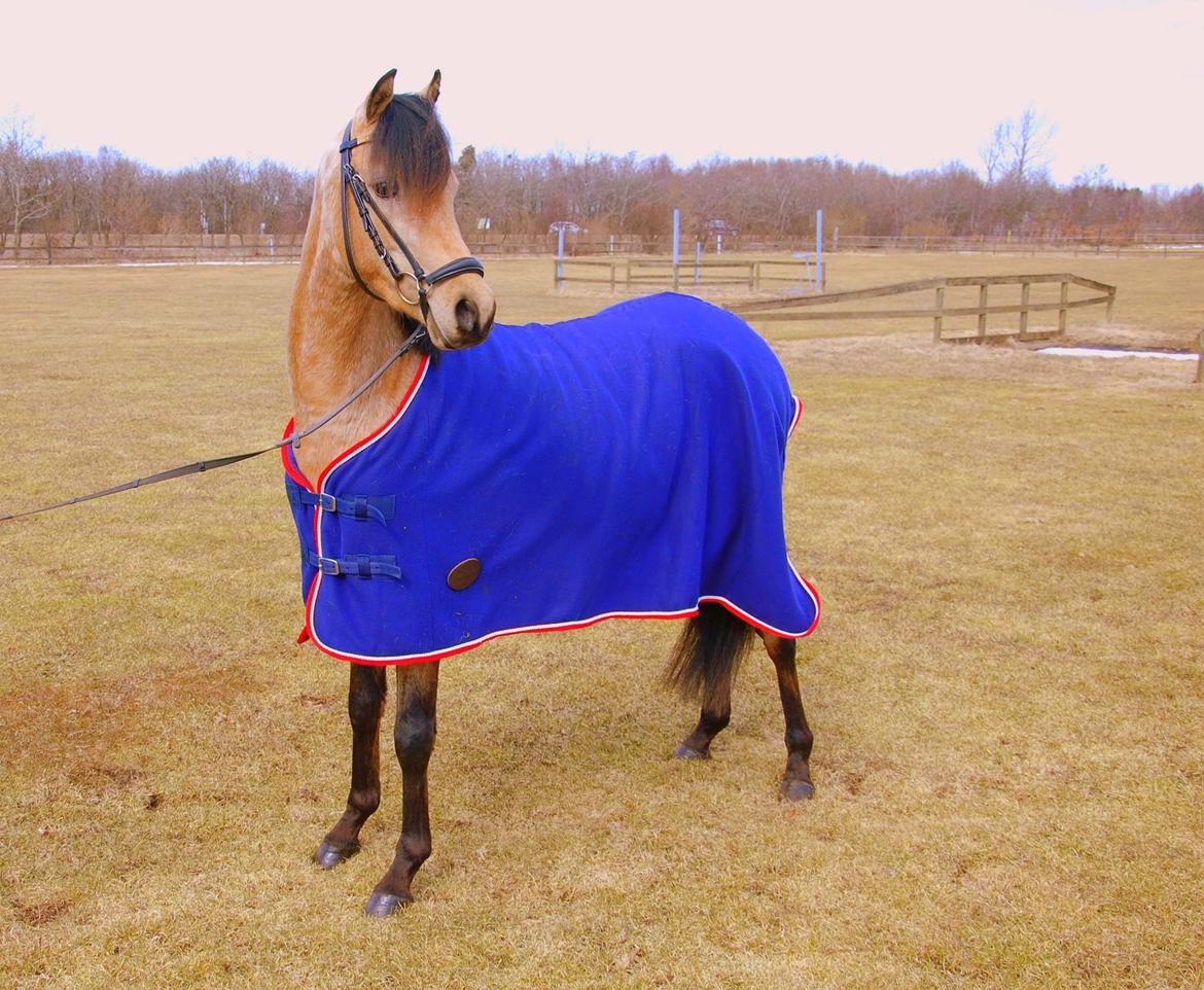 Welsh Partbred (Sec F) Magnifique *SOLGT* billede 5