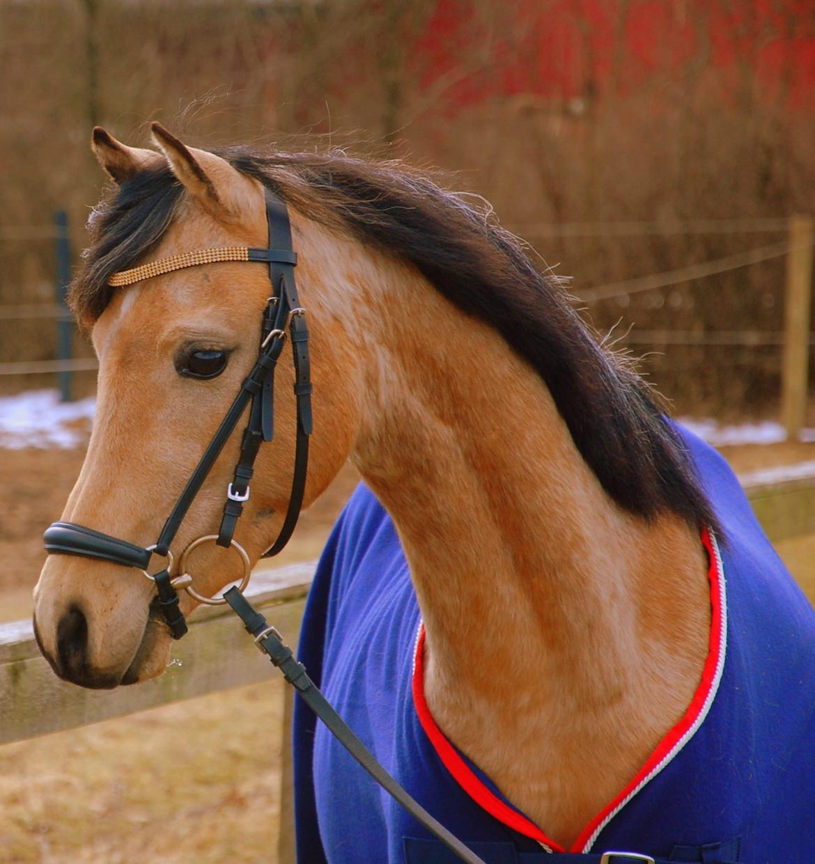 Welsh Partbred (Sec F) Magnifique *SOLGT* billede 1