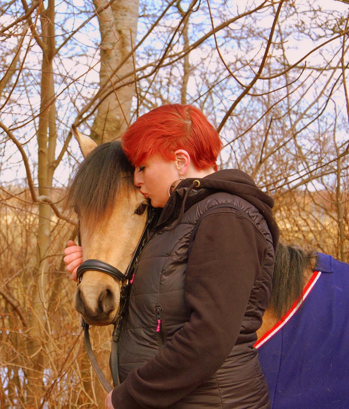 Welsh Partbred (Sec F) Magnifique *SOLGT* billede 11