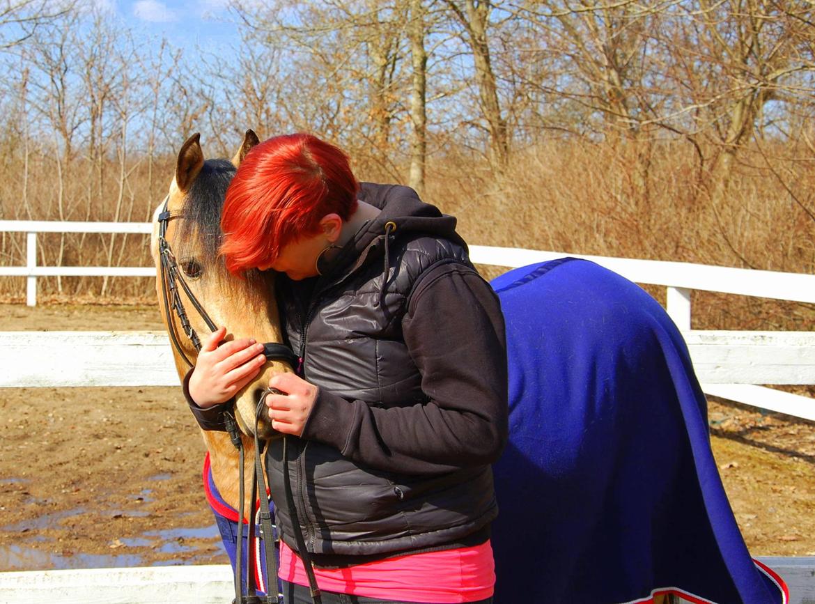 Welsh Partbred (Sec F) Magnifique *SOLGT* billede 12