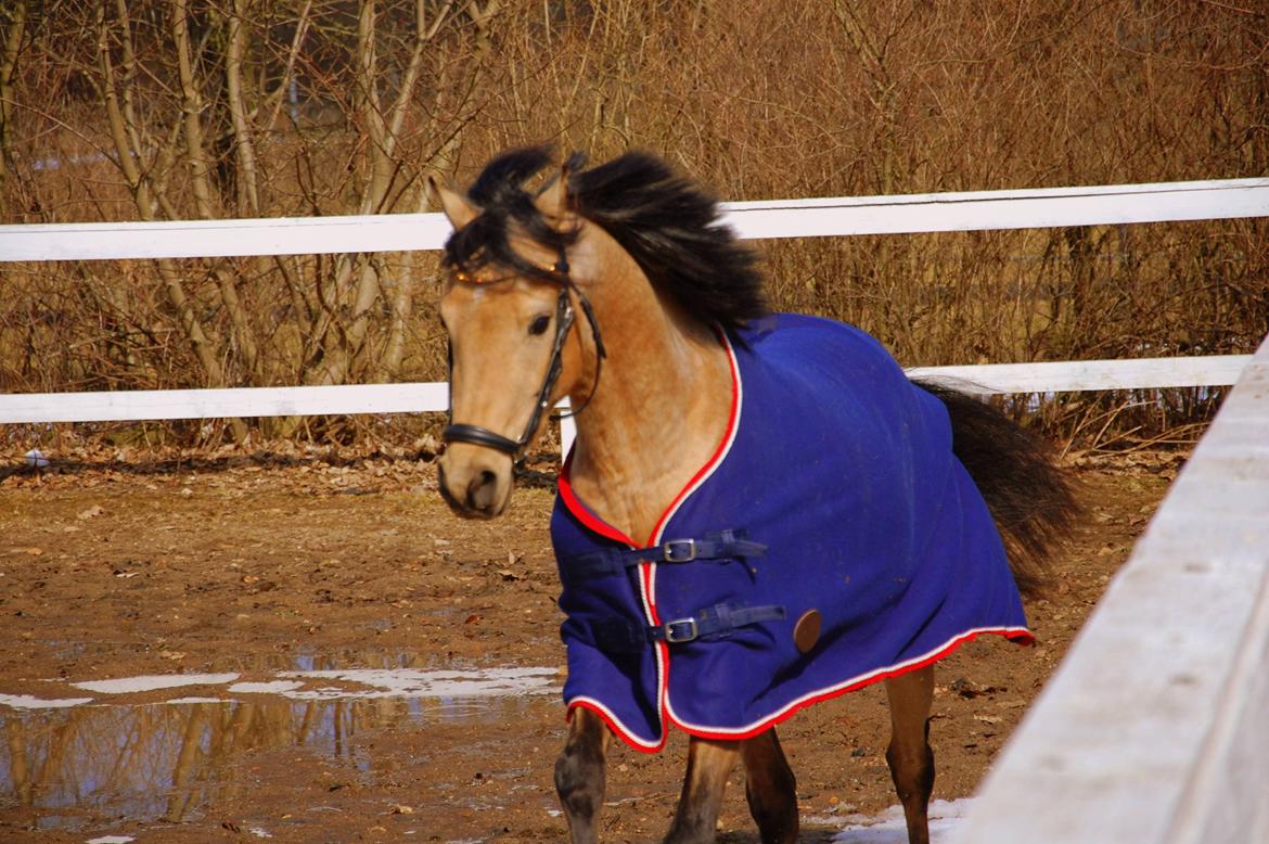 Welsh Partbred (Sec F) Magnifique *SOLGT* billede 6