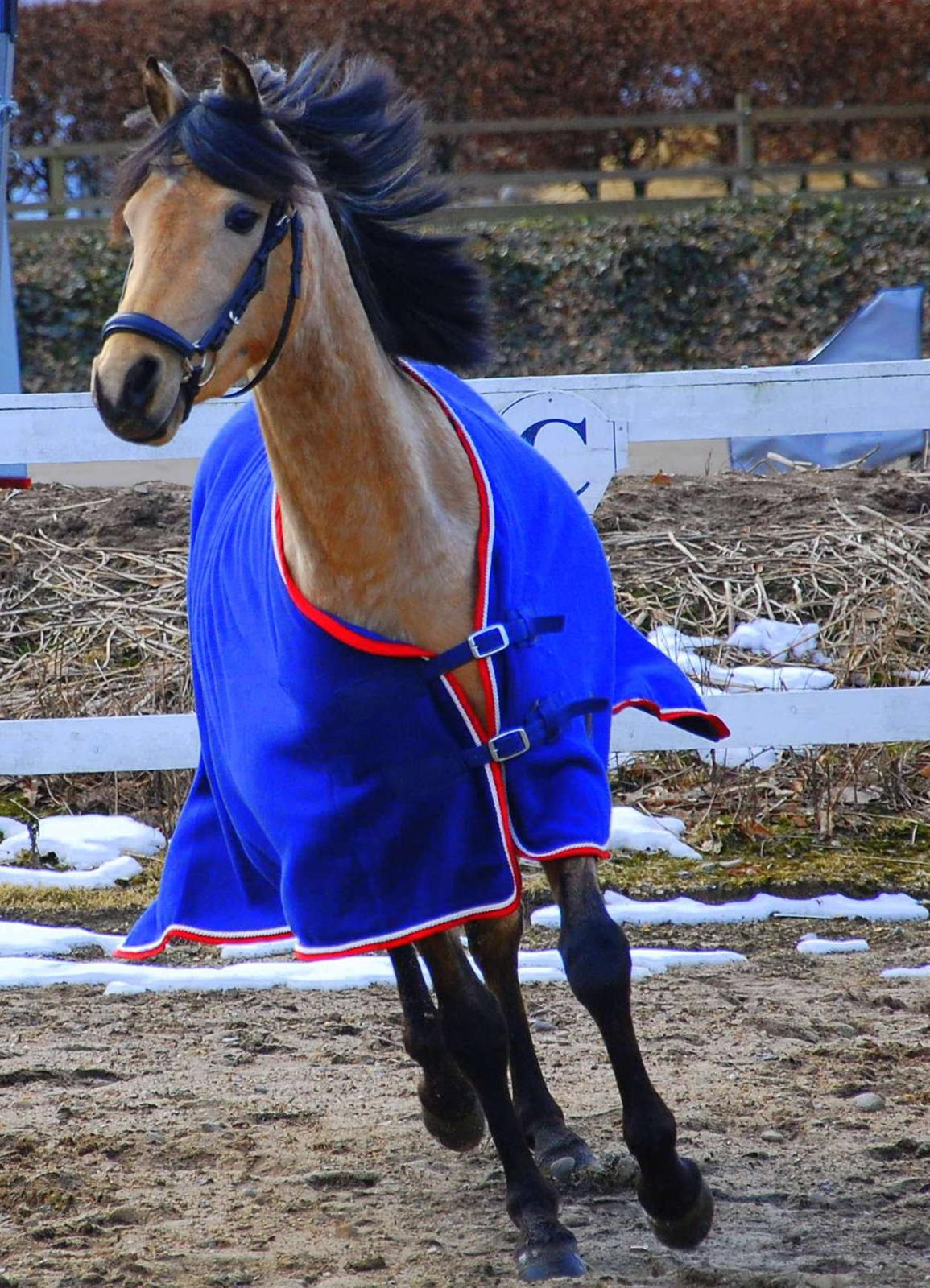 Welsh Partbred (Sec F) Magnifique *SOLGT* billede 4