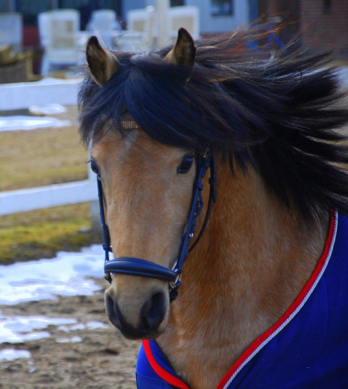 Welsh Partbred (Sec F) Magnifique *SOLGT* billede 3