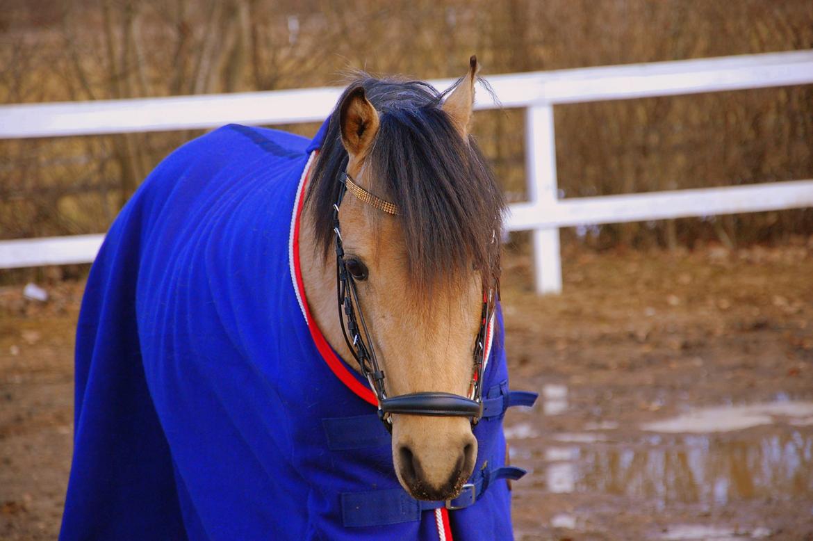 Welsh Partbred (Sec F) Magnifique *SOLGT* billede 2