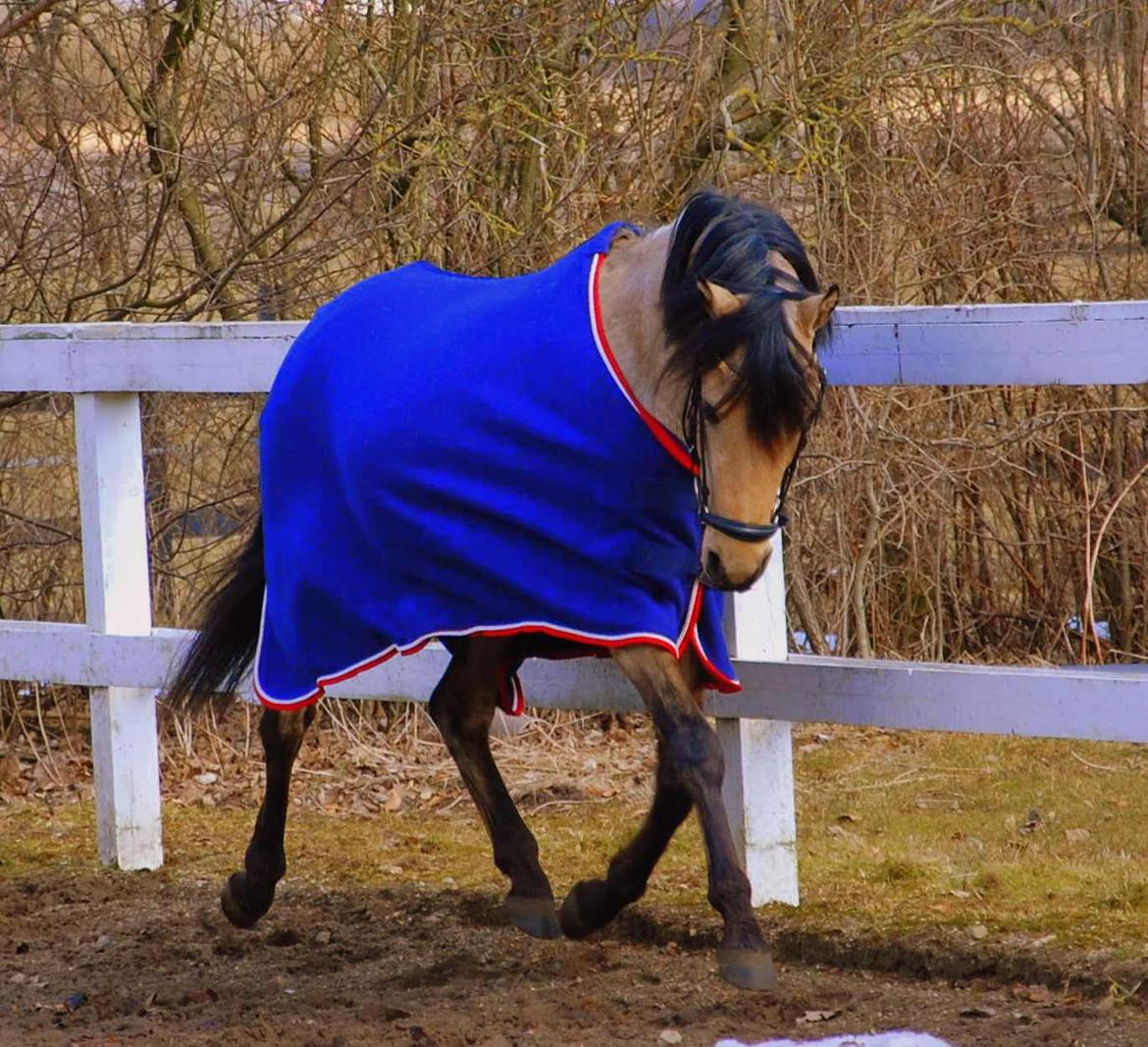 Welsh Partbred (Sec F) Magnifique *SOLGT* billede 7