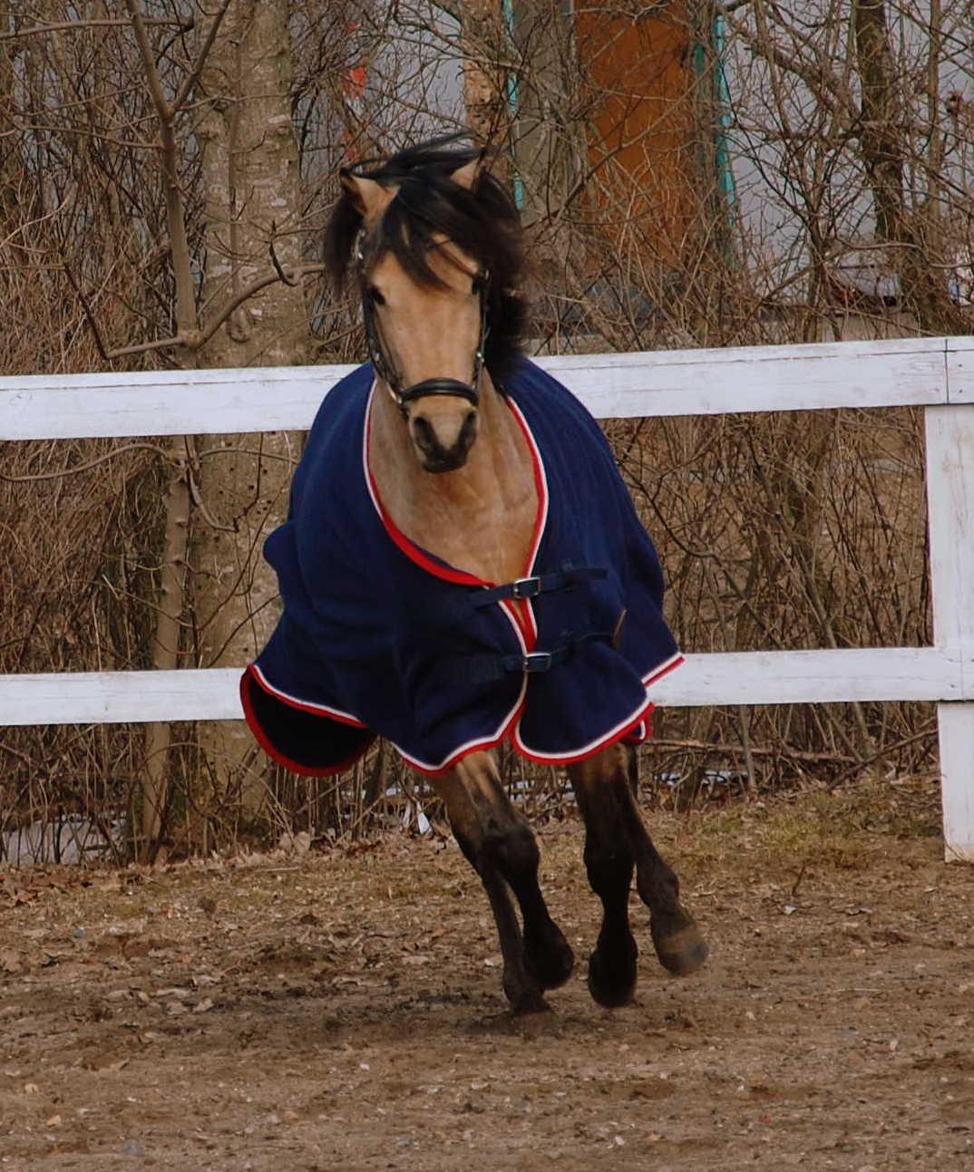 Welsh Partbred (Sec F) Magnifique *SOLGT* billede 8