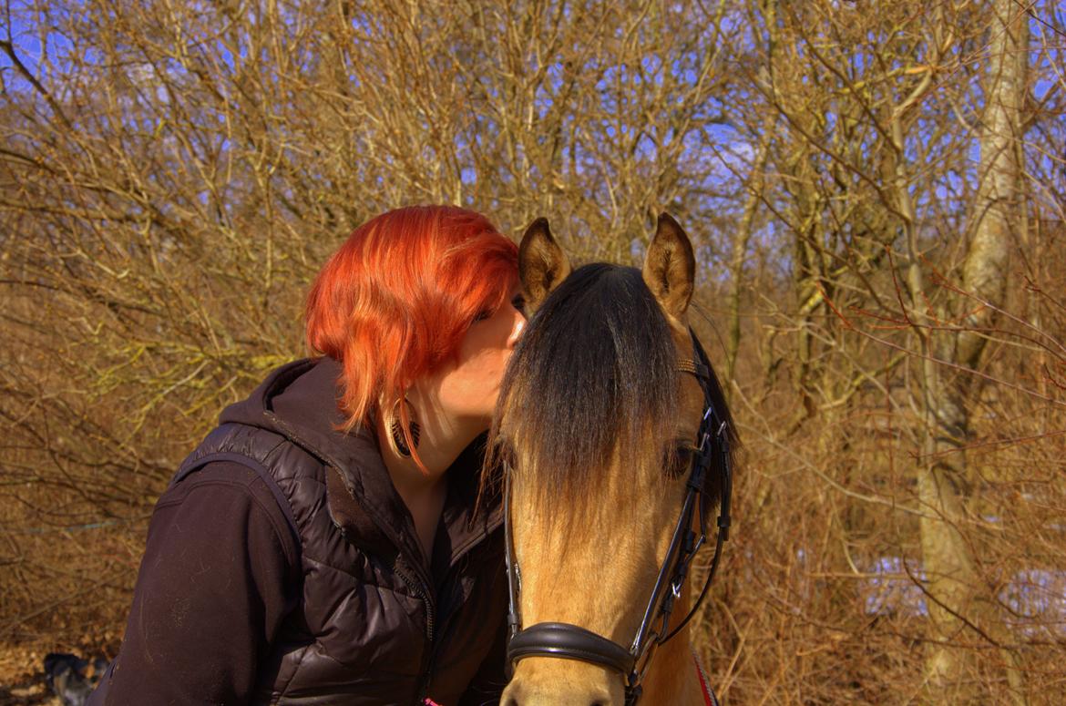 Welsh Partbred (Sec F) Magnifique *SOLGT* billede 13