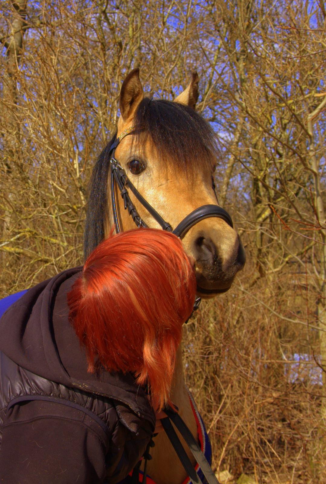 Welsh Partbred (Sec F) Magnifique *SOLGT* billede 14