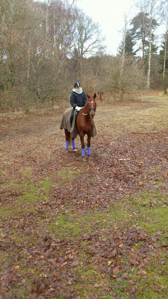 Dansk Varmblod Lady Mårsø billede 17