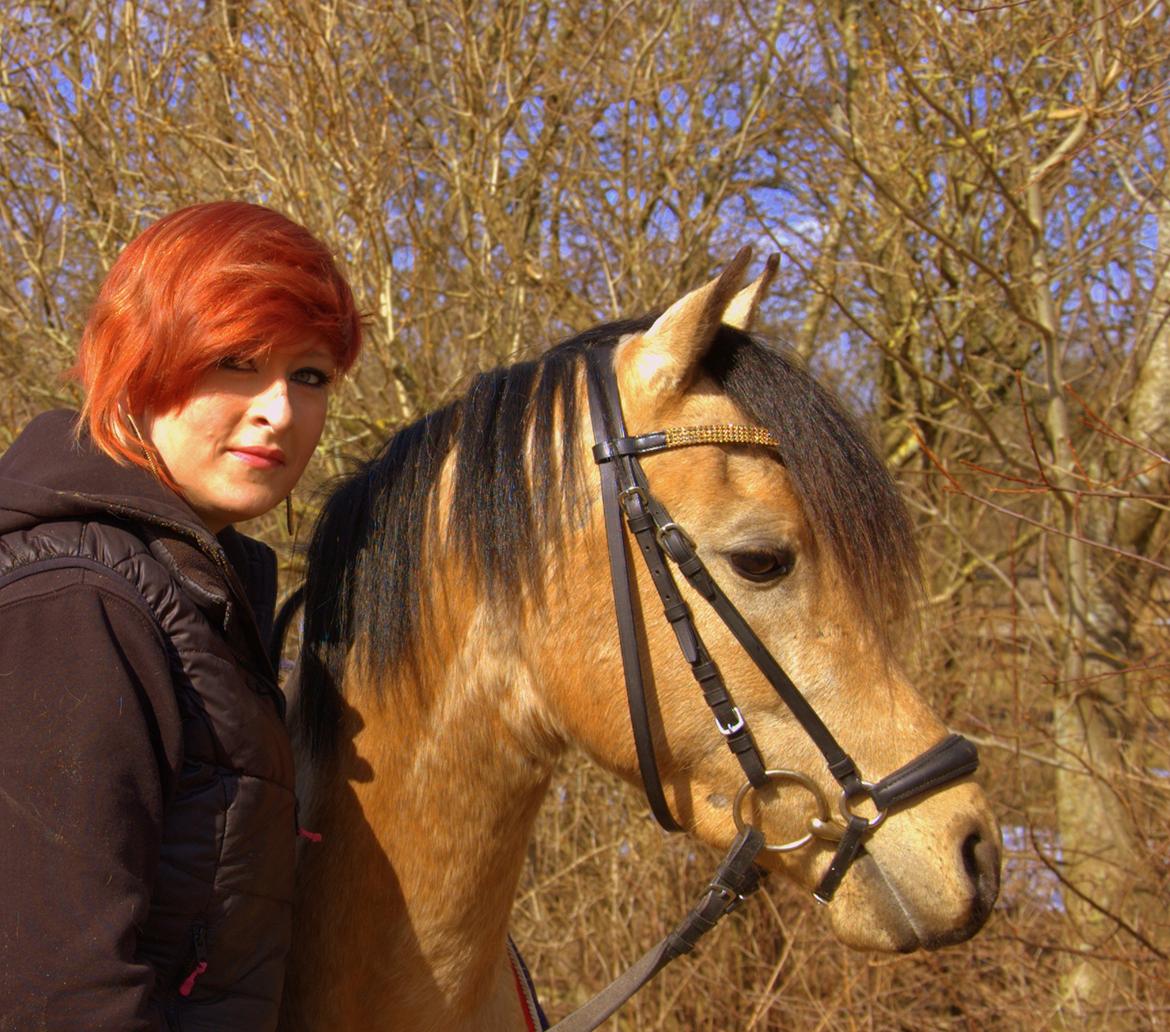 Welsh Partbred (Sec F) Magnifique *SOLGT* billede 15