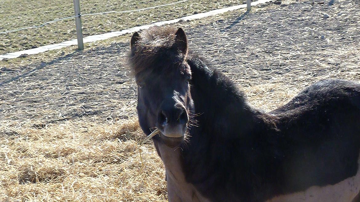 Shetlænder Pippi (Pippi Langstrømpe) - 5. billede 5