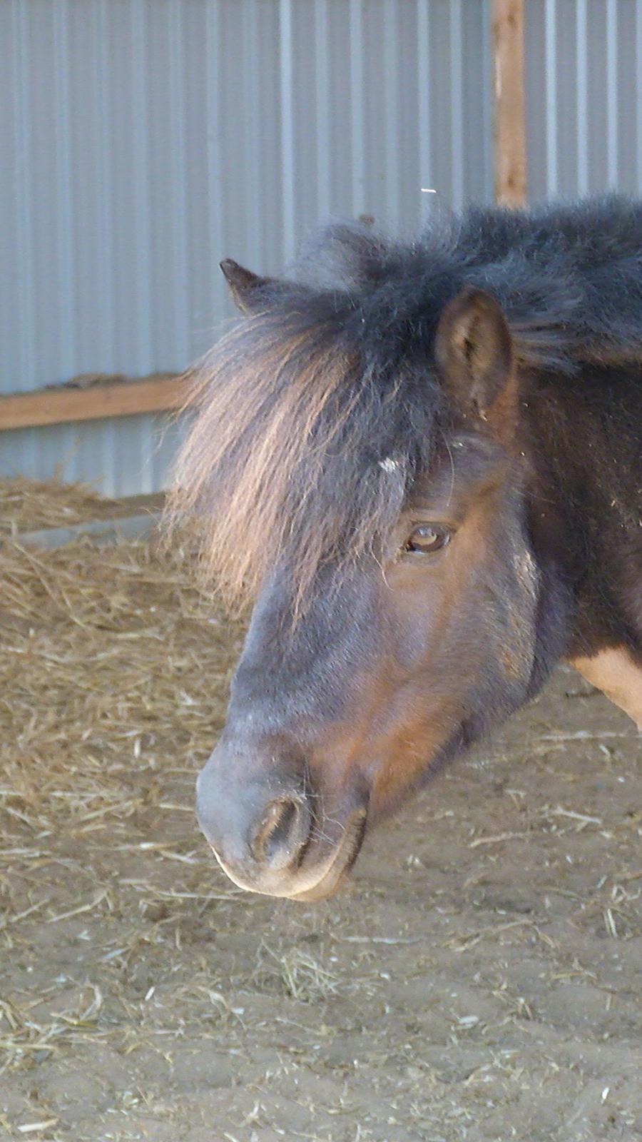 Shetlænder Pippi (Pippi Langstrømpe) - 2. billede 2