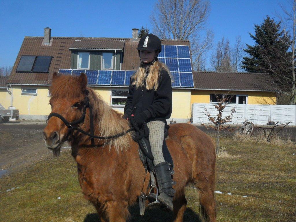 Islænder Katla Fra Skuld Nord. - Marts 2013. Velkommen til Katla's profil, smid gerne en kommentar og bedømmelse før du går. billede 1