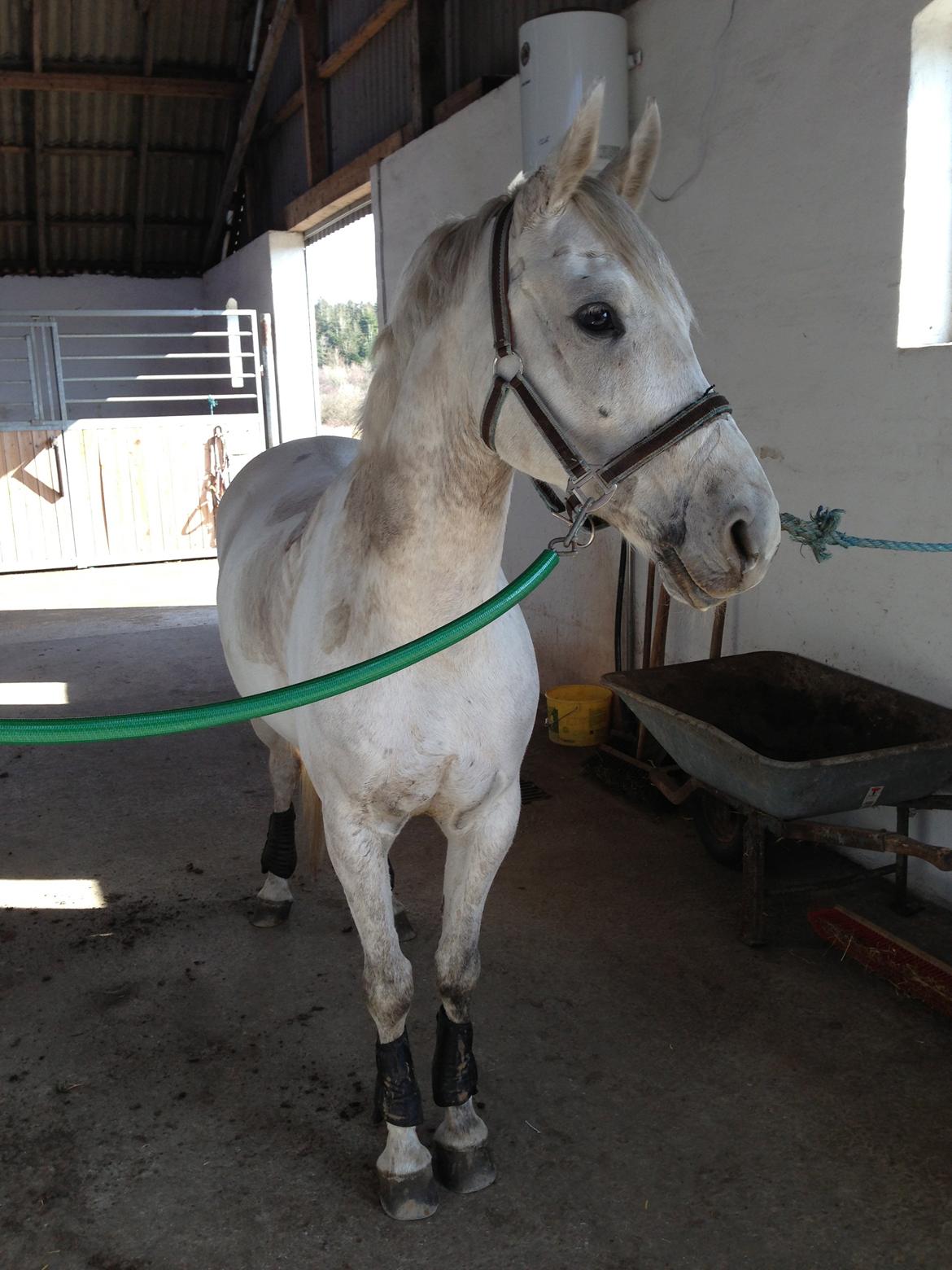 Anden særlig race Dundee<3 - efter hård træning  billede 20